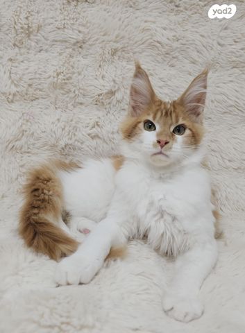 חתול מיין קון