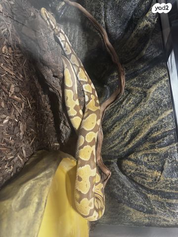 זוחל פיתון מתכדר