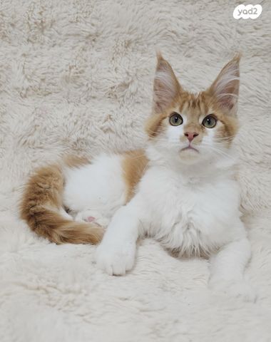 חתול מיין קון