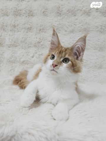 חתול מיין קון