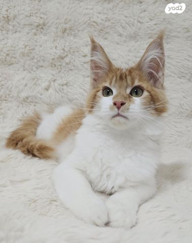 חתול מיין קון