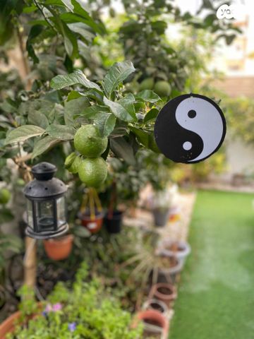 דירת גן, הכלנית 22, רובע ח', אשדוד