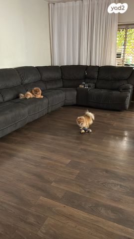 מאיר יערי 11