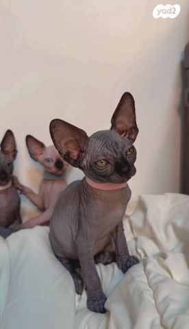 חתול ספינקס