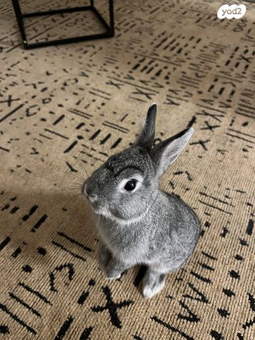 מכרסם ארנב ננסי