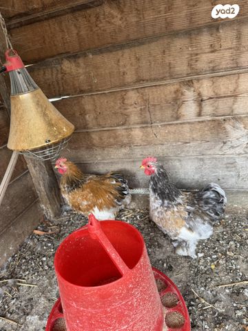 תמונת מודעה - חיות מחמד