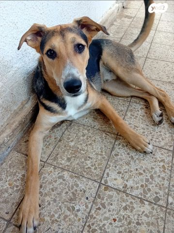 תמונת מודעה - חיות מחמד