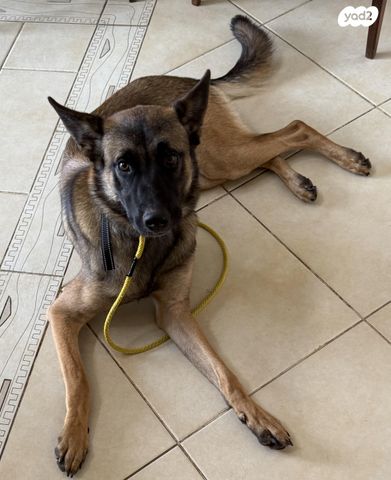 תמונת מודעה - חיות מחמד