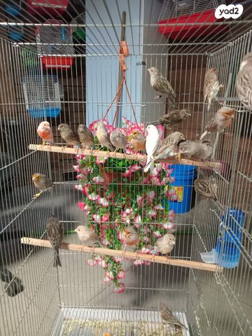 תמונת מודעה - חיות מחמד