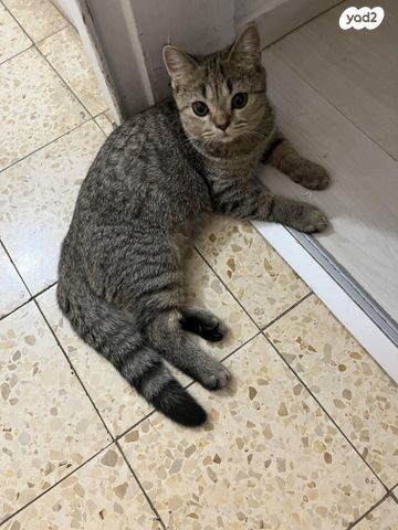 תמונת מודעה - חיות מחמד