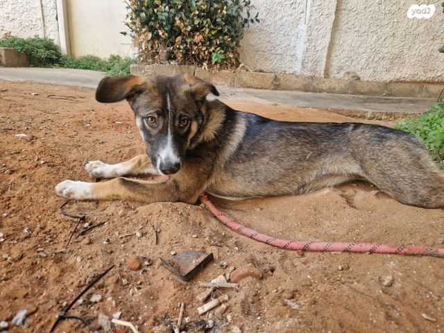 תמונת מודעה - חיות מחמד