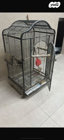 תמונת מודעה - חיות מחמד