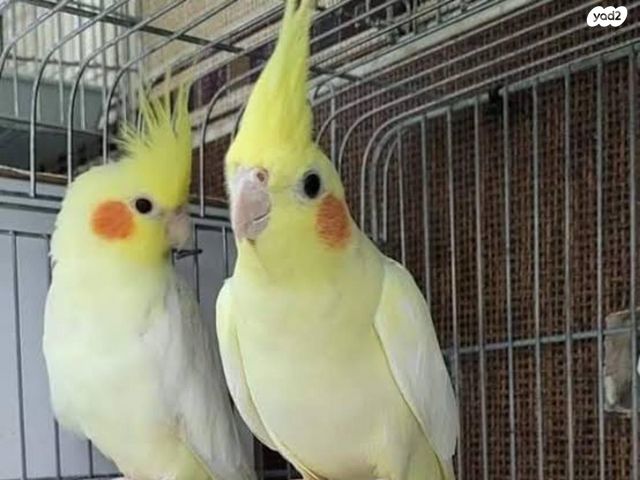 תמונת מודעה - חיות מחמד