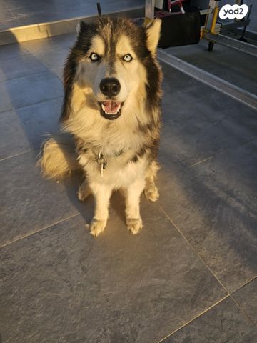 תמונת מודעה - חיות מחמד