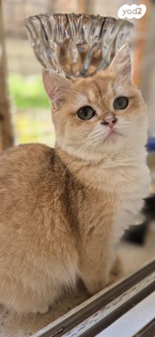 תמונת מודעה - חיות מחמד