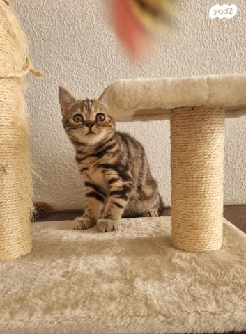 תמונת מודעה - חיות מחמד