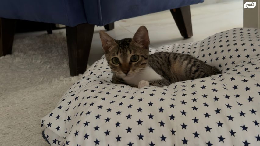 תמונת מודעה - חיות מחמד