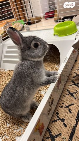 תמונת מודעה - חיות מחמד