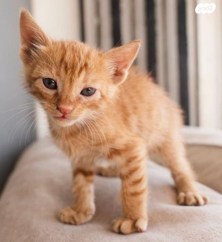 תמונת מודעה - חיות מחמד