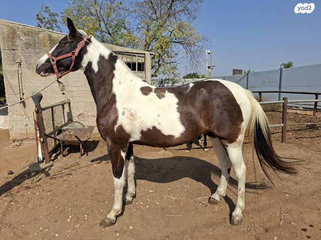 תמונת מודעה - חיות מחמד