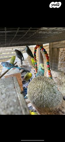 תמונת מודעה - חיות מחמד