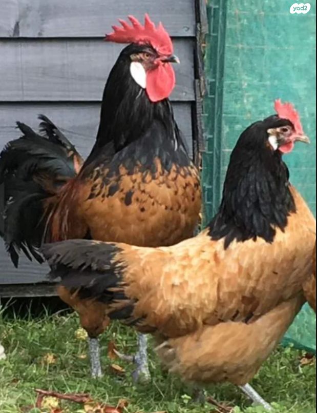 תמונת מודעה - חיות מחמד