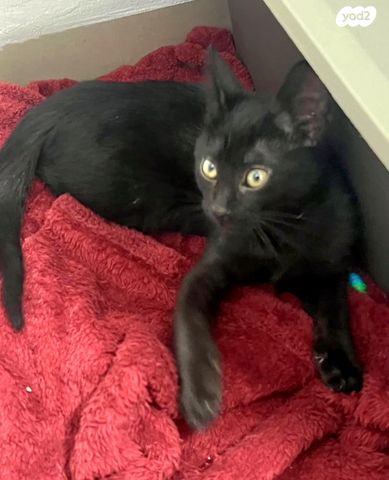 תמונת מודעה - חיות מחמד