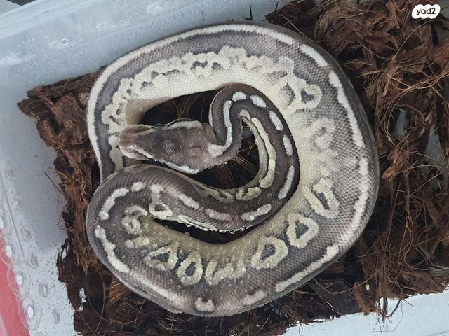 תמונת מודעה - חיות מחמד