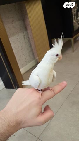 תמונת מודעה - חיות מחמד