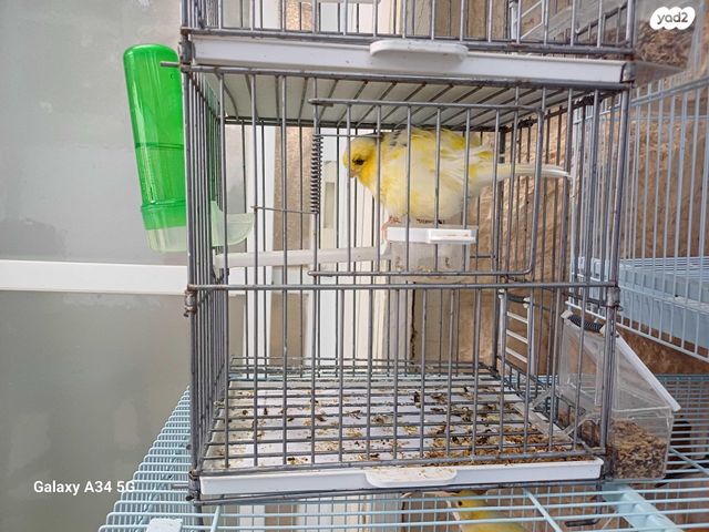 תמונת מודעה - חיות מחמד