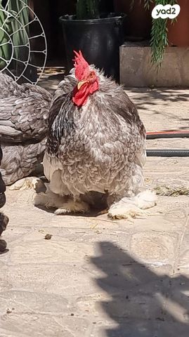 תמונת מודעה - חיות מחמד