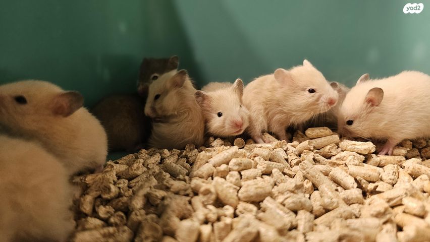 תמונת מודעה - חיות מחמד