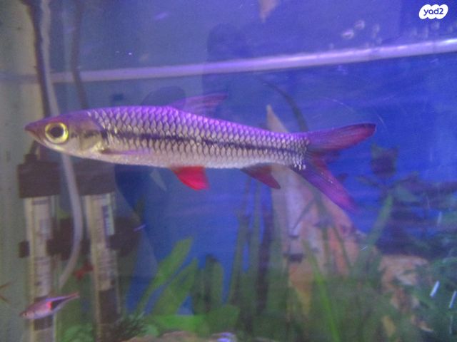 תמונת מודעה - חיות מחמד