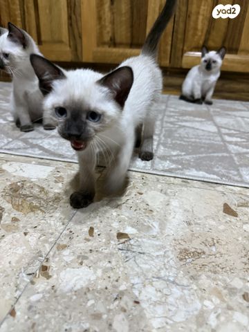 תמונת מודעה - חיות מחמד