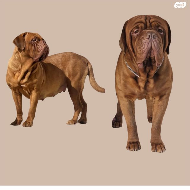 תמונת מודעה - חיות מחמד