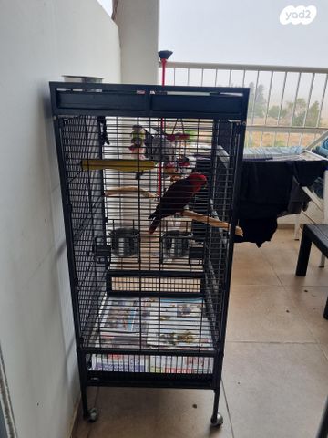 תמונת מודעה - חיות מחמד