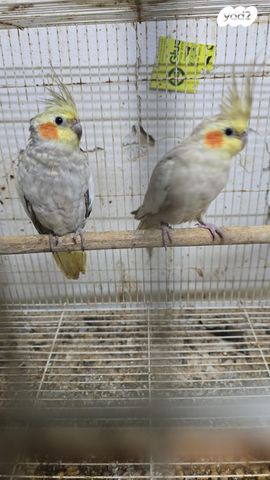 תמונת מודעה - חיות מחמד