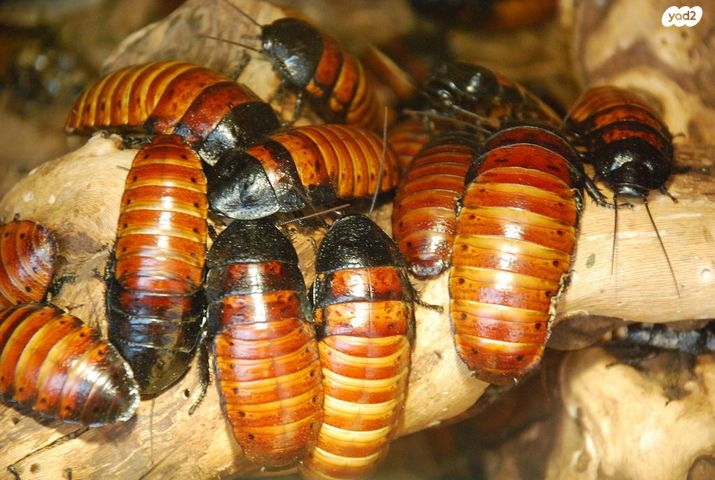 תמונת מודעה - חיות מחמד