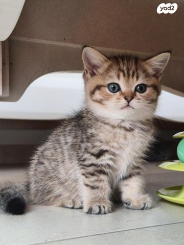 תמונת מודעה - חיות מחמד