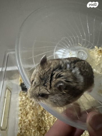 תמונת מודעה - חיות מחמד