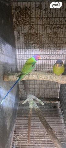 תמונת מודעה - חיות מחמד