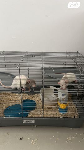 תמונת מודעה - חיות מחמד