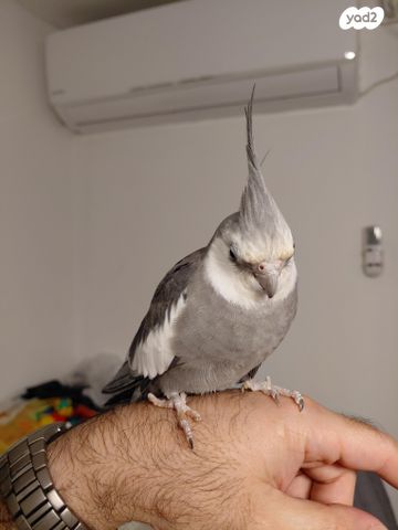 תמונת מודעה - חיות מחמד