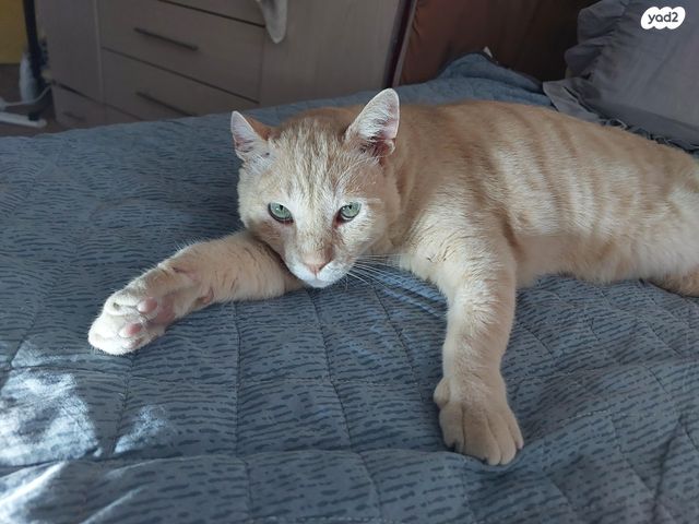 תמונת מודעה - חיות מחמד