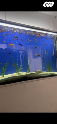 תמונת מודעה - חיות מחמד