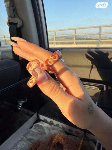 תמונת מודעה - חיות מחמד