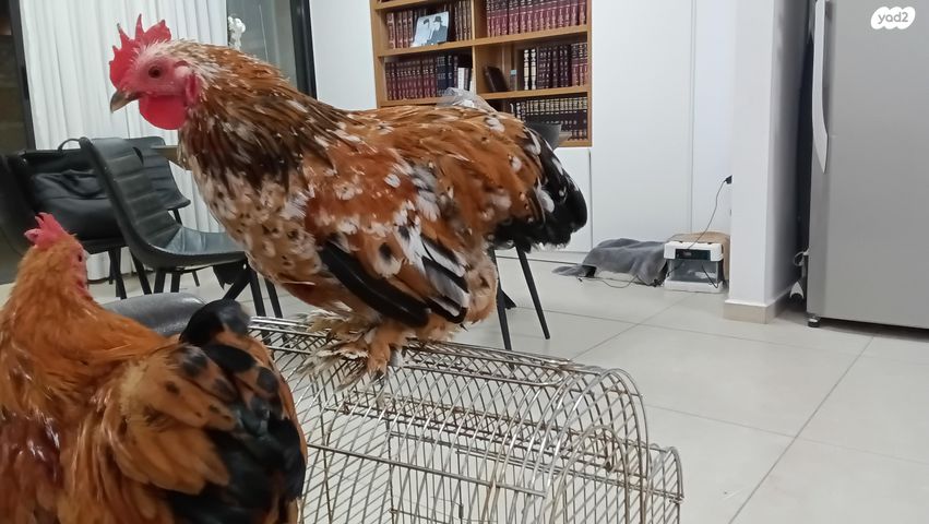 תמונת מודעה - חיות מחמד