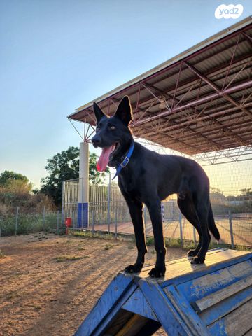 תמונת מודעה - חיות מחמד