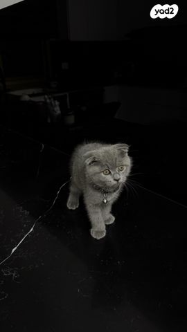 תמונת מודעה - חיות מחמד