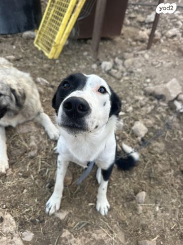 תמונת מודעה - חיות מחמד